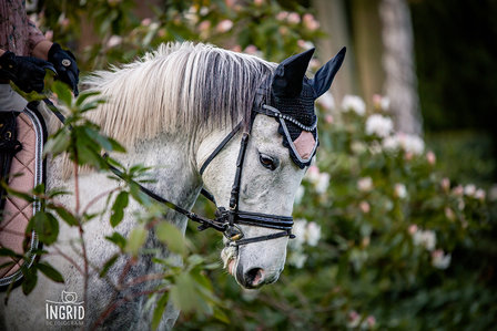 Browband All Crystal - Luxury