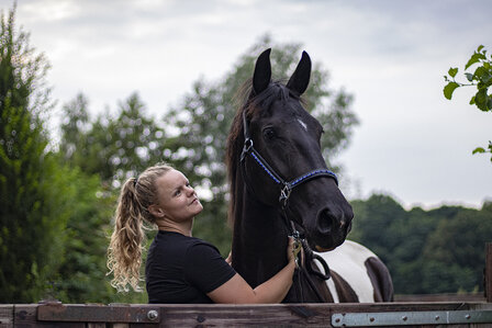 Leren halster special blue