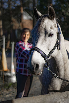 Leren halster zwart all crystal