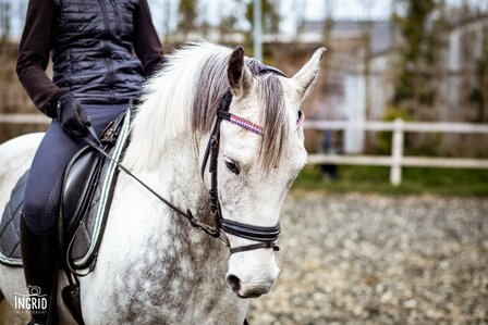 Browband Holland 