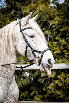 Browband Navy &amp; Bordeaux Red