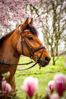 Browband Crystal &amp; Pink 