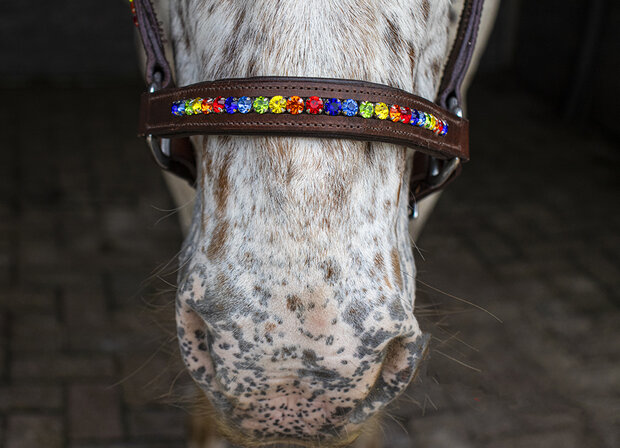 Leren Bling halster regenboog