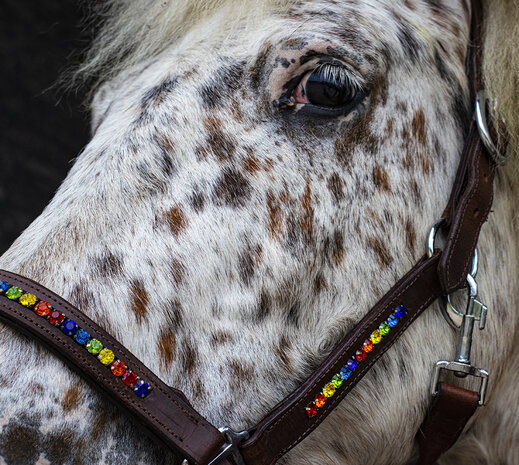 Bruin leren halster regenboog