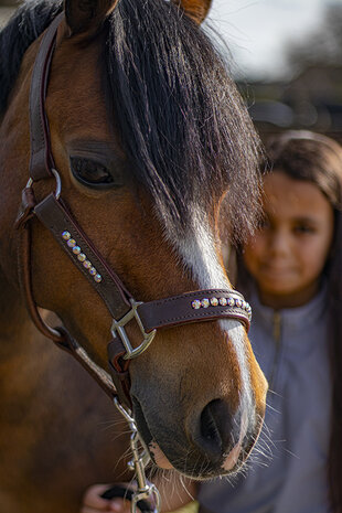 leren halster bruin rainbow