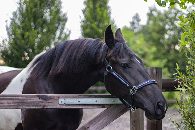 Leren halster special blue