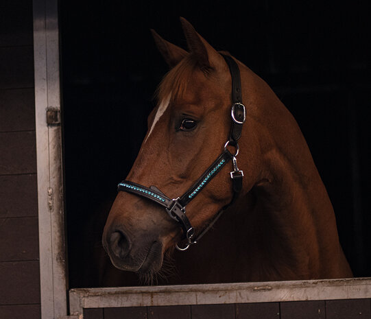 Halter Bling Aqua - Bling Your Horse Halter Bling Aqua - Bling Your Horse