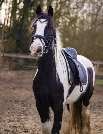 Browband Bordeaux Red & Black - Embrace