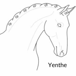 Shirt Purarazadivino